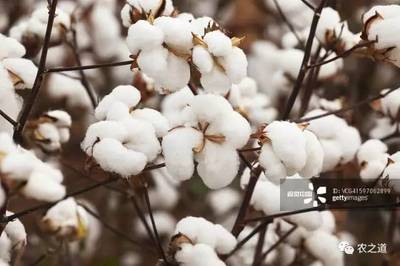 【棉市】新疆籽棉收购开秤了!7.0元/公斤是今年棉花开秤收购的瓶颈吗?